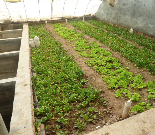 生物降解种植大棚种菠菜和生菜